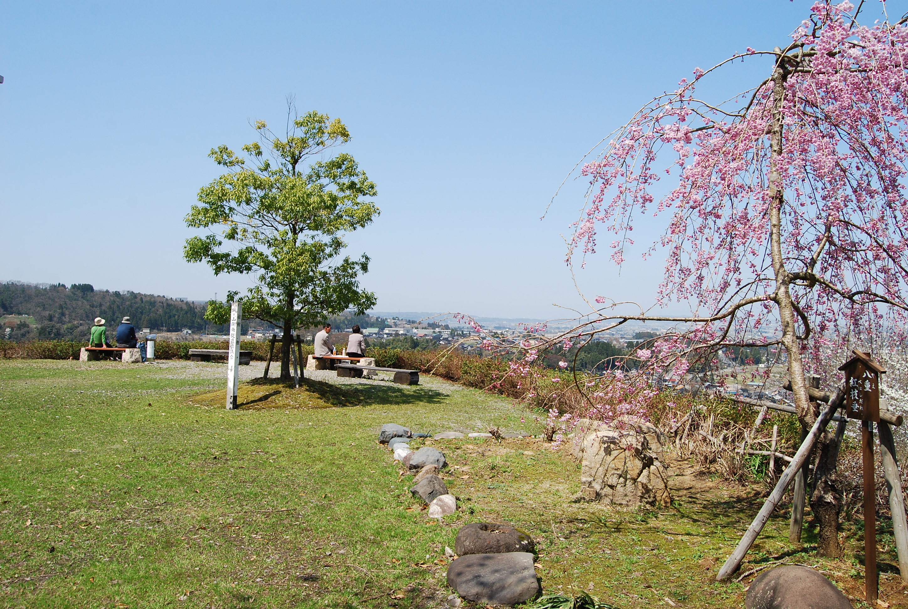 霞 ヶ 城 公園 の 桜 4 月 11 日本語
