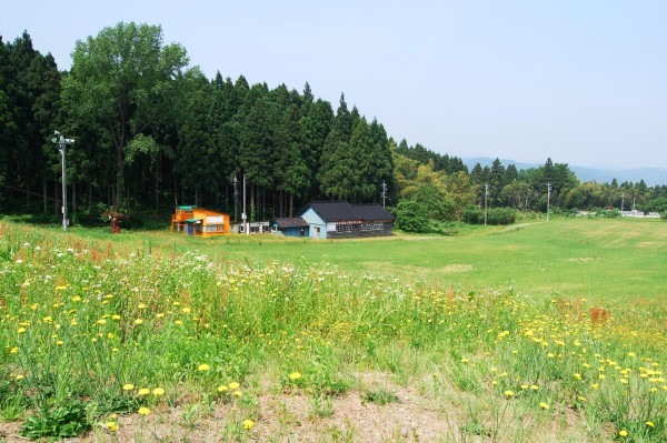 斜面一面に咲く花